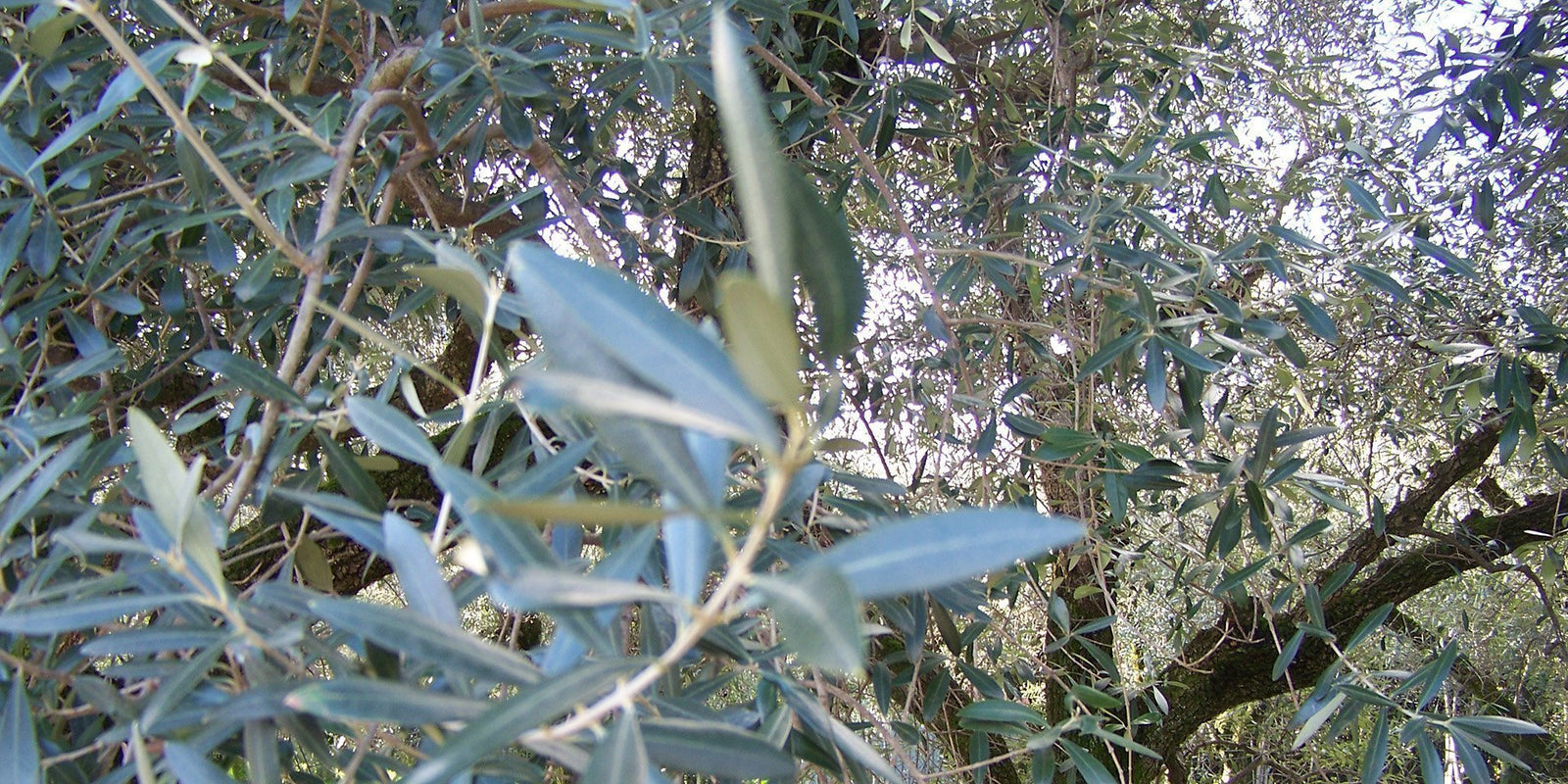 Olivo Quercetano - Presidio Slow Food