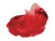 image of a red flower on a transparent background