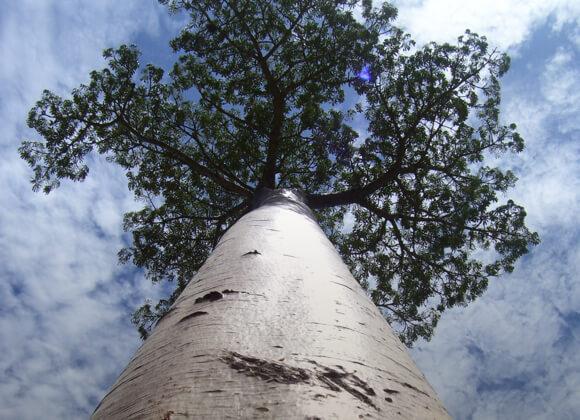 image of a tree looking up at a tree toward the sky