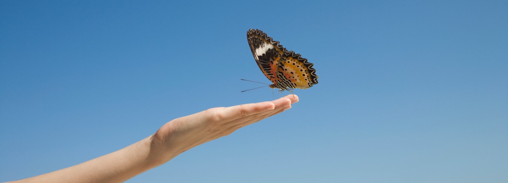A hand reaching out to a butterfly