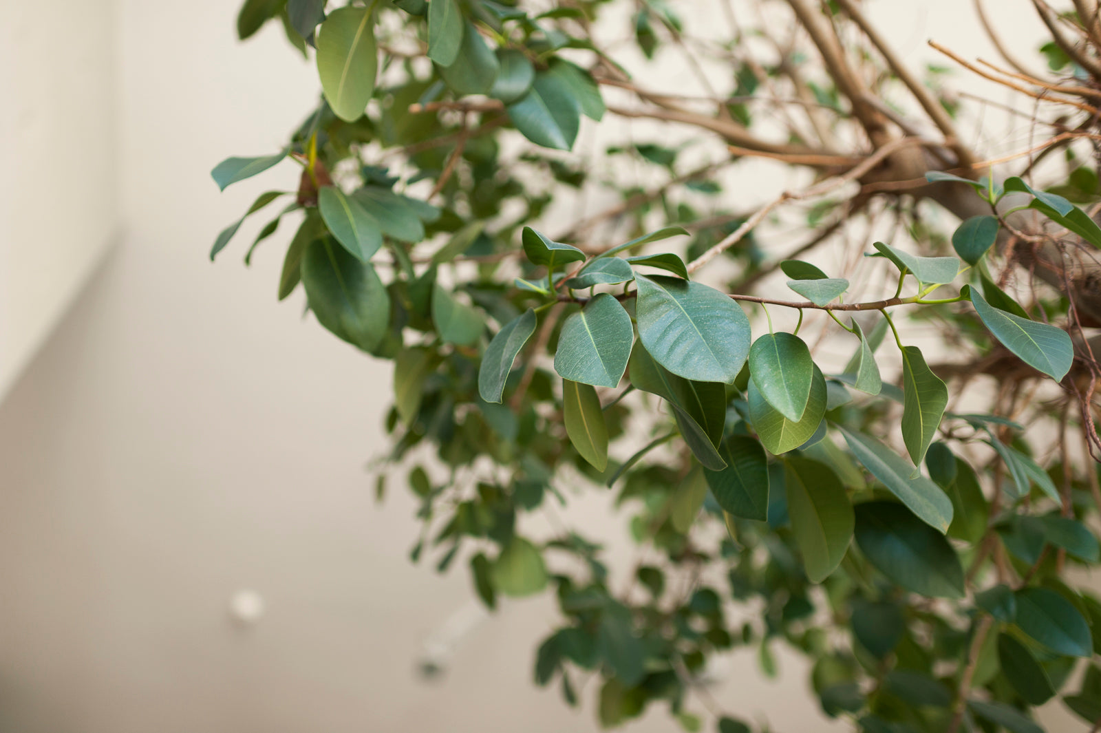 Davines carbon footprint