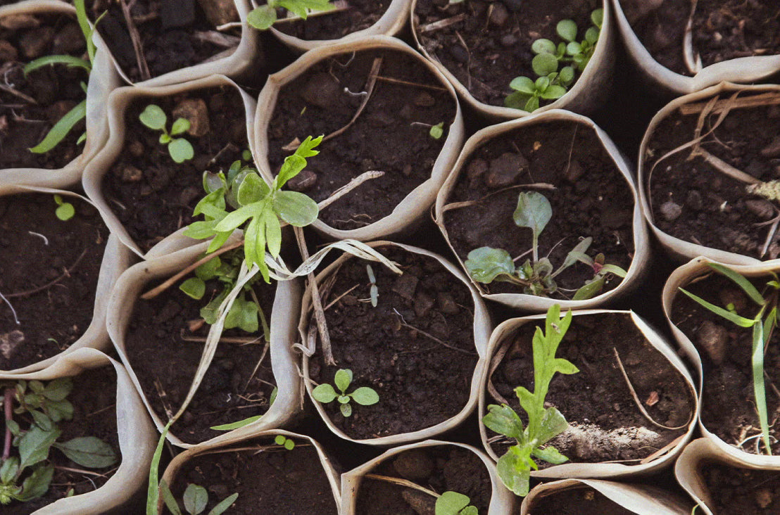 Sustainable Beauty gives back this Green Friday