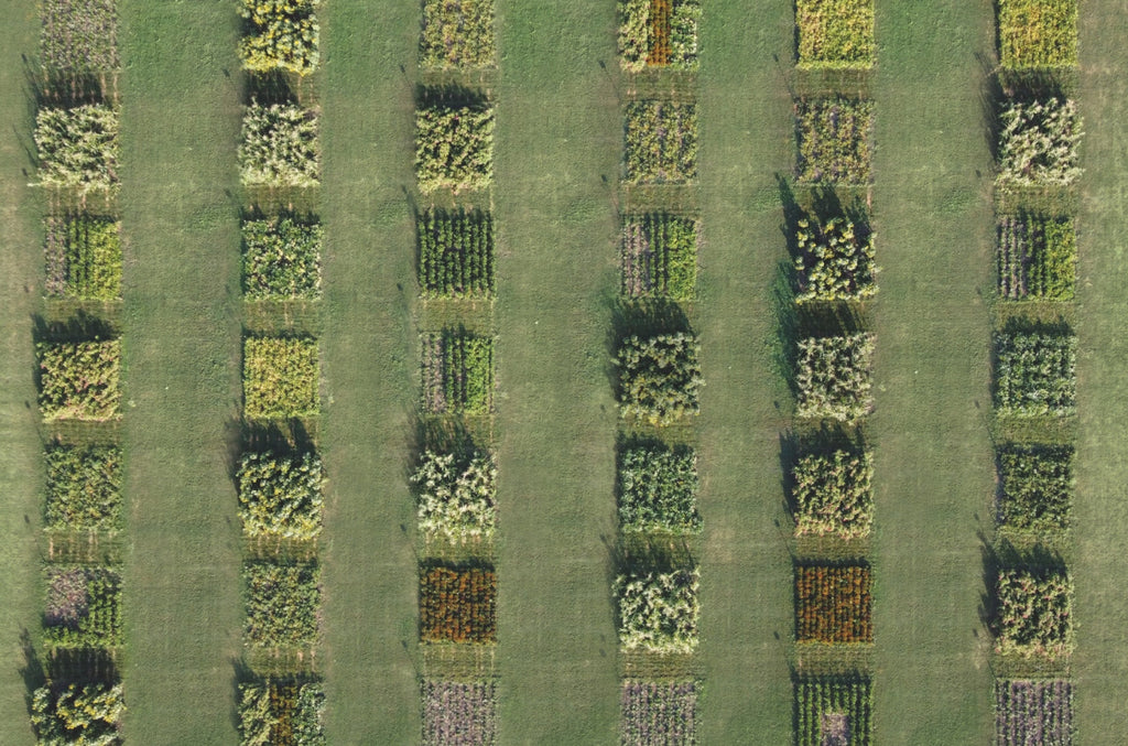 What is Regenerative Organic Agriculture?