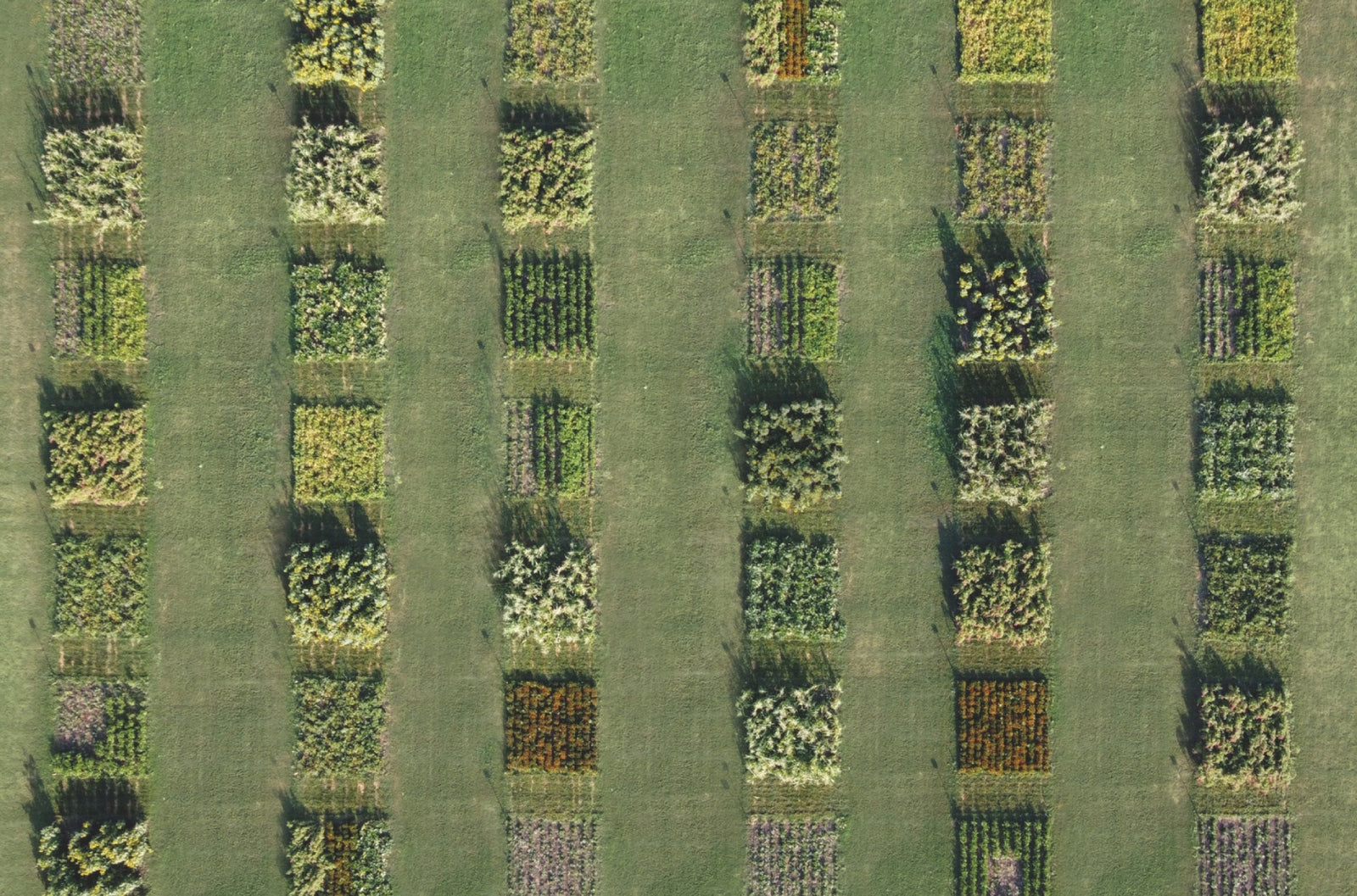 Aerial view of farm 