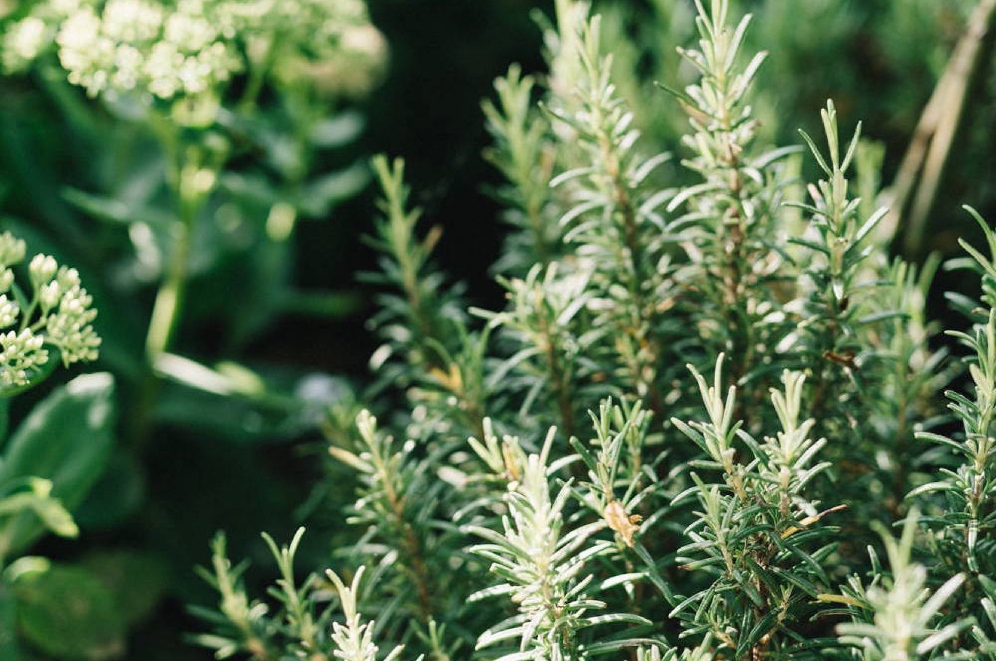 Rosemary essential oil benefits hair Davines