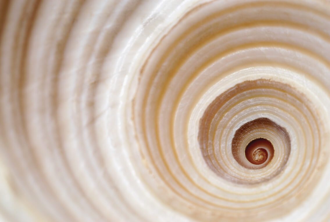 image of the inside of a spiral shell